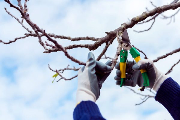 Improve Your Landscape and Safety with Professional Tree Trimming