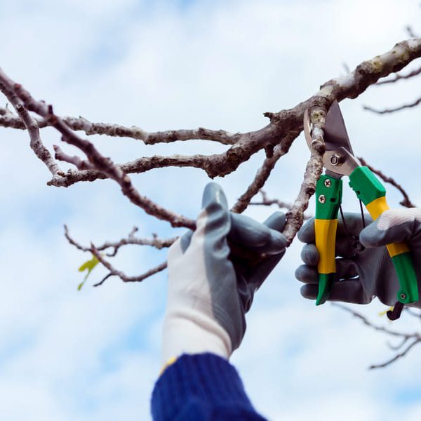 Improve Your Landscape and Safety with Professional Tree Trimming