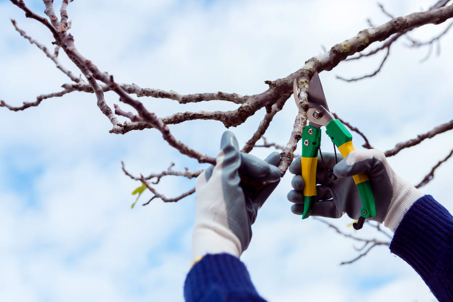 Improve Your Landscape and Safety with Professional Tree Trimming