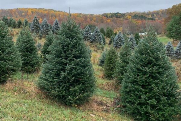 Where to Buy a Live Christmas Tree Near Washington, DC