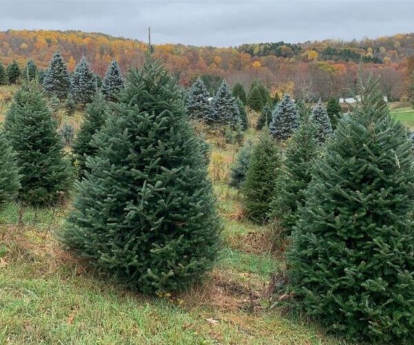 Where to Buy a Live Christmas Tree Near Washington, DC