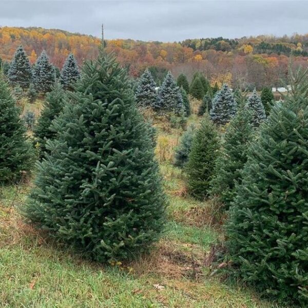 Where to Buy a Live Christmas Tree Near Washington, DC