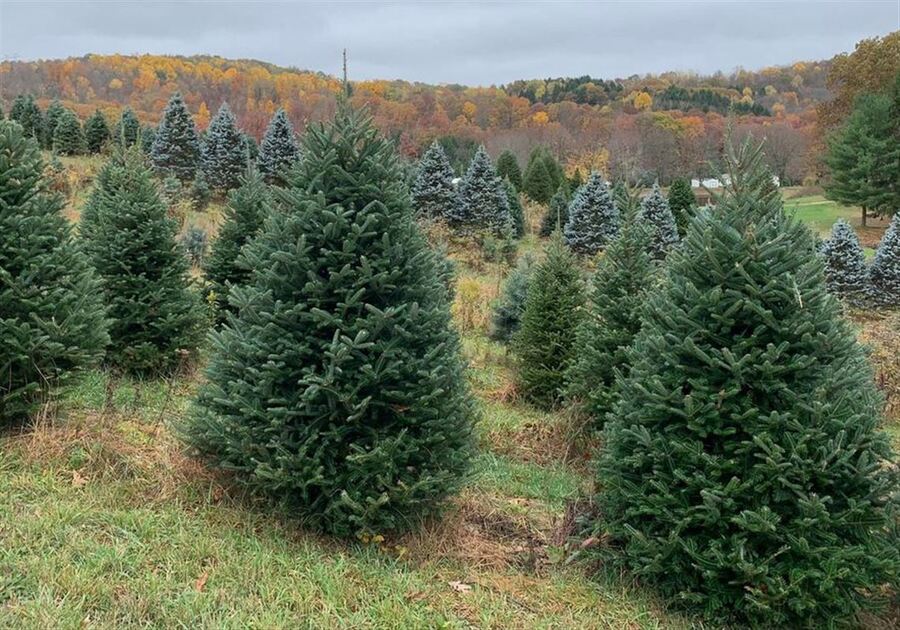 Where to Buy a Live Christmas Tree Near Washington, DC