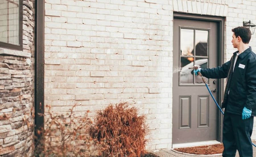 What Dallas Renters Should Know About Landlord and Tenant Pest Responsibilities