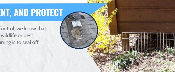 Best Pest & Wildlife Control