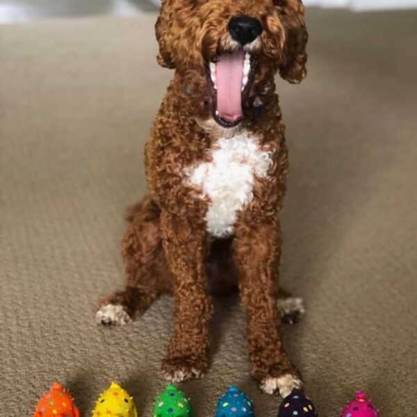 MultiPet
